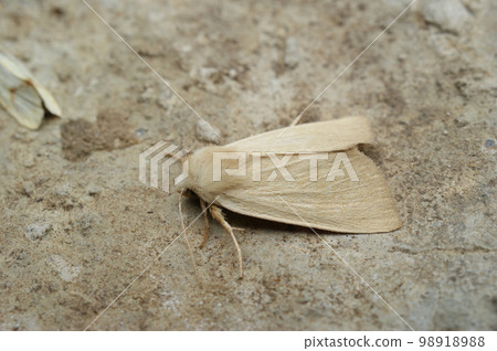 Closeup on the pale colored Fen Wainscot owlet moth, Arenostola phragmitidis 98918988