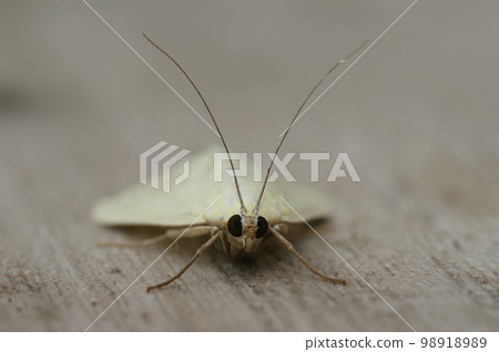 Closeup on the white colored carrot seed moth, Sitochroa palealis, sitting on wood 98918989