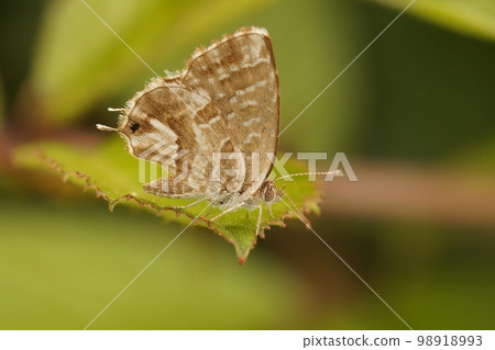Closeup on the Mediterranean Geranium bronze butterfly, Cacyreus marshalli on a green leaf 98918993