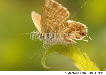Closeup on the Mediterranean Geranium bronze butterfly, Cacyreus marshalli on a green leaf Closeup on the Mediterranean Geranium bronze butterfly, Cacyreus marshalli on a green leaf 98918994