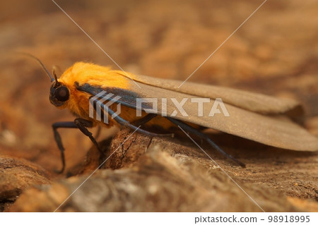 Facial closeup on a soft yellow four-spotted footman moth, Lithosia quadra, sitting on wood Facial closeup on a soft yellow four-spotted footman moth, Lithosia quadra, sitting on wood 98918995