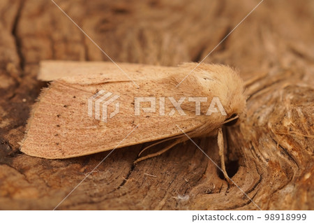 Closeup on the Mediterranean Clay owlet moth, Mythimna ferrago sitting on a piece of wood 98918999