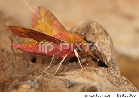 Close up of the colorful European pink olive small elephant hawk-moth, Deilephila porcellus, sitting on a piece of wood Close up of the colorful European pink olive small elephant hawk-moth, Deilephila porcellus, sitting on a piece of wood 98919000