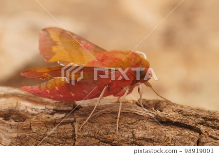 Close up of the colorful European pink olive small elephant hawk-moth, Deilephila porcellus, sitting on a piece of wood 98919001