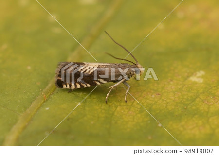 Closeup on the small micro clover seed moth, Grapholita compositella sitting on a green leaf in the garden Closeup on the small micro clover seed moth, Grapholita compositella sitting on a green leaf in the garden 98919002