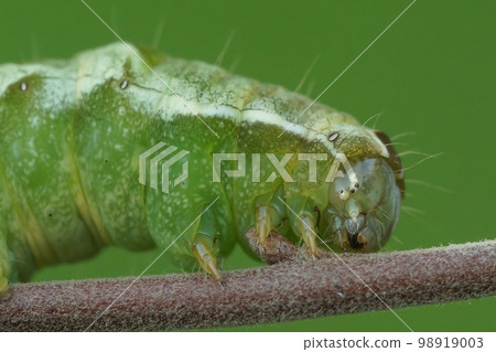 Closeup on the green caterpillar of the Dot moth, Melanchra persicariae, sitting on a twig against a blurred background Closeup on the green caterpillar of the Dot moth, Melanchra persicariae, sitting on a twig against a blurred background 98919003