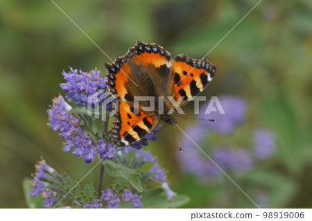 Closeup on the colorful small tortoiseshell butterfly, Aglais urticae, sitting on a blue flowering Carpocoris shrub Closeup on the colorful small tortoiseshell butterfly, Aglais urticae, sitting on a blue flowering Carpocoris shrub 98919006