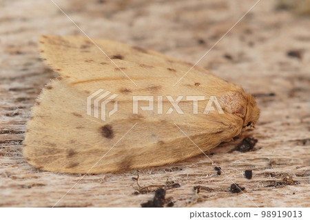 Closeup on the pale oclored round-winged muslin moth, Thumatha senex sitting on wood 98919013