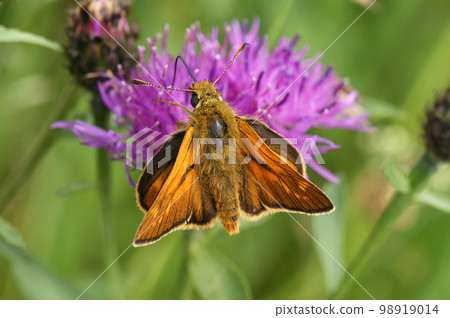 Closeup on a European Large skipper butterfly ,Ochlodes sylvanus 98919014
