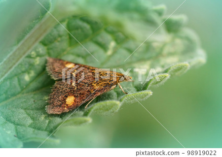 Closeup on a colorful red Pyrausta aurata micro moth, on a green leaf in the garden 98919022