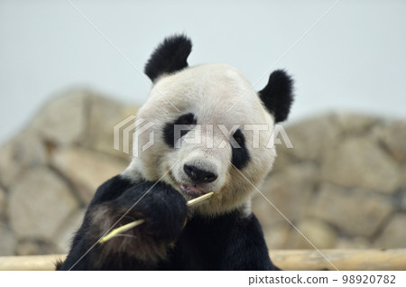 Eimei eating bamboo deliciously Eimei eating bamboo deliciously 98920782
