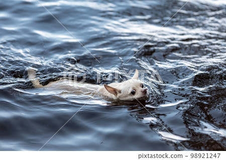 Funny white chihuahua dog swimming in blue water at nature. Copy space 98921247