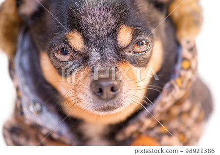 A close-up of a chihuahua dog. A tricolor chihuahua in a fur coat with a leopard print. A close-up of a chihuahua dog. A tricolor chihuahua in a fur coat with a leopard print. 98921386