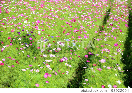 Cosmos flowers Cosmos flowers 98922004