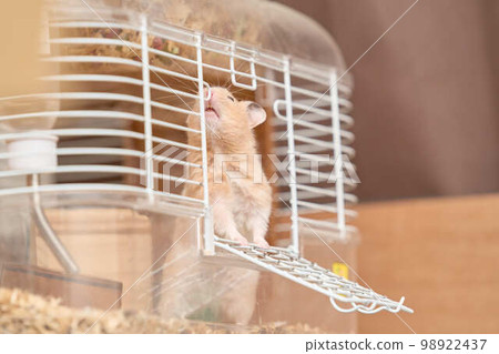Kinka hamster 98922437