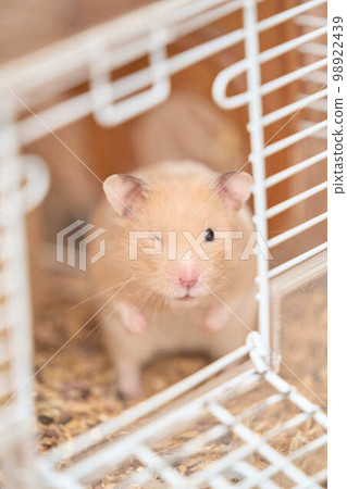 Kinka hamster 98922439