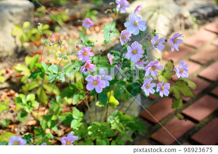 Shuigayuki花 Shuigayuki花 98923675