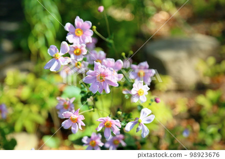 Shuigayuki flower 98923676