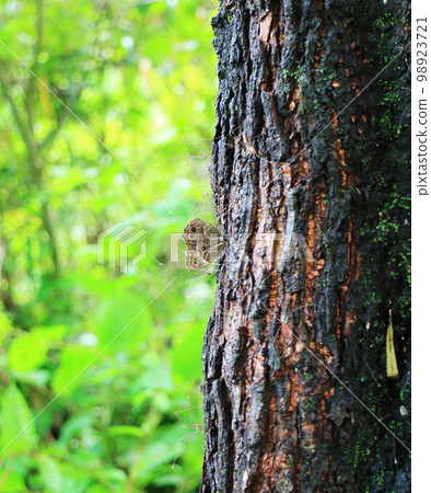 Rhinoceros larvae and harvest bugs gathering in a tree 98923721