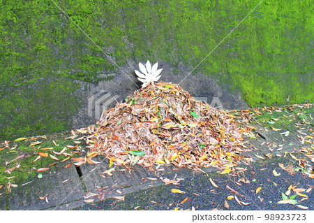 A pile of fallen leaves collected by cleaning A pile of fallen leaves collected by cleaning 98923723