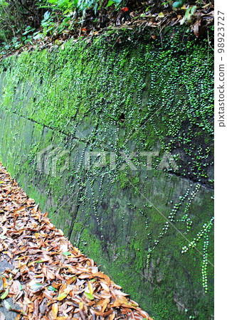 Bean creeper crawling on the wall of the mountain path 98923727