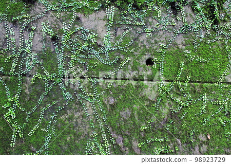 Epiphytic bean ivy 98923729