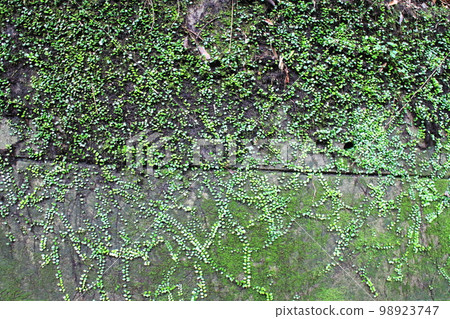 Bean creeper crawling on the wall Bean creeper crawling on the wall 98923747