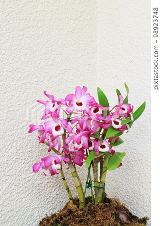 dendrobium background material dendrobium background material 98923748