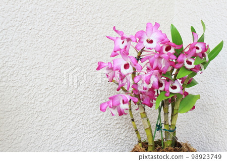 春天盛開的石斛花 98923749