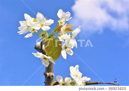 The blue sky and white flowers are beautiful. Pear blossoms have bloomed. The blue sky and white flowers are beautiful. Pear blossoms have bloomed. 98923820