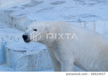 Polar bears Polar bears 98924037