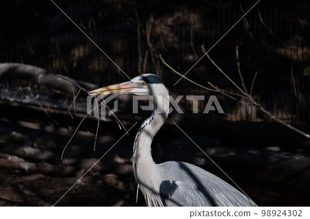 Gray heron Gray heron 98924302
