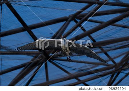 Gray heron Gray heron 98924304
