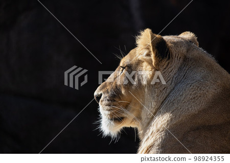 獅子 98924355