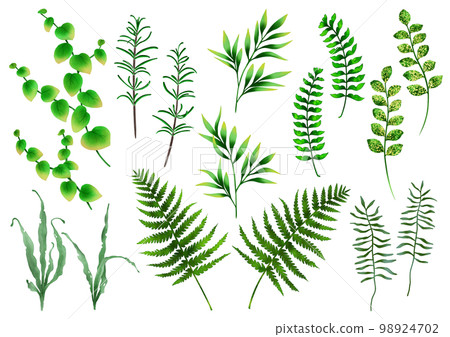 植物葉雜草部分 98924702