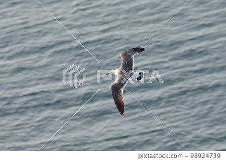 飛翔的黑尾鷗（北海道知床） 98924739