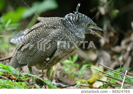 Young birds of Malayan Night Heron (Ishigaki Island, Okinawa Prefecture) Young birds of Malayan Night Heron (Ishigaki Island, Okinawa Prefecture) 98924769