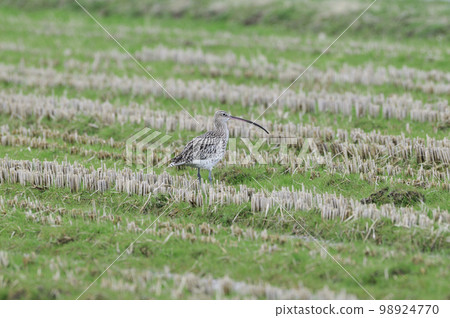 Curlew on farmland (Izumi City, Kagoshima Prefecture) 98924770