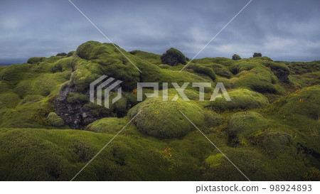 Icelandic green moss. Eldhraun Lava fields.  98924893