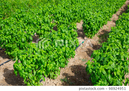 Fresh green organic basil growing on farm field Fresh green organic basil growing on farm field 98924951