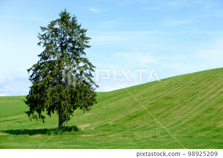 Hachimangaoka Tree in June 98925209