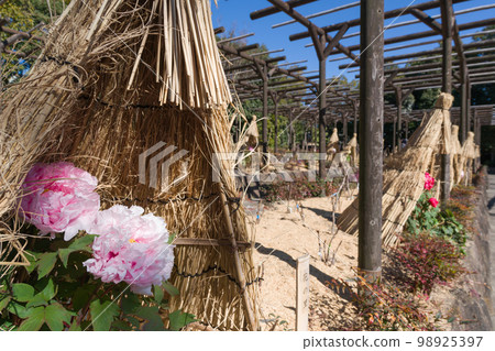 稻草圍欄中的冬季牡丹(花之鄉) 稻草圍欄中的冬季牡丹(花之鄉) 98925397