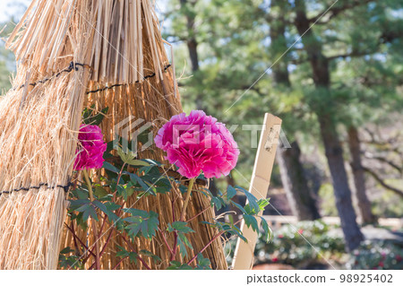 Winter Peony in Straw Enclosure (Shikoden) 98925402