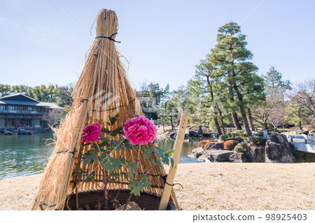 Winter Peony in Straw Enclosure (Shikoden) Winter Peony in Straw Enclosure (Shikoden) 98925403
