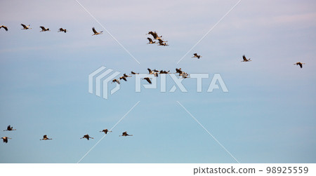 Flock of cranes flying in sky 98925559
