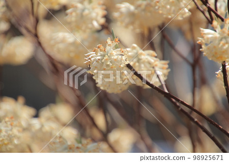 Spring flowers blooming in the blue sky Mitsumata Spring flowers blooming in the blue sky Mitsumata 98925671