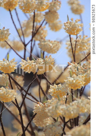 Spring flowers blooming in the blue sky Mitsumata Spring flowers blooming in the blue sky Mitsumata 98925673