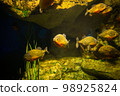 Red-bellied piranha fish in aquarium under the water 98925824