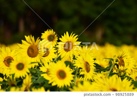 Sunflower field 98925889