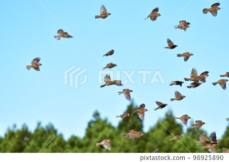 Autumn sparrows flying together 98925890